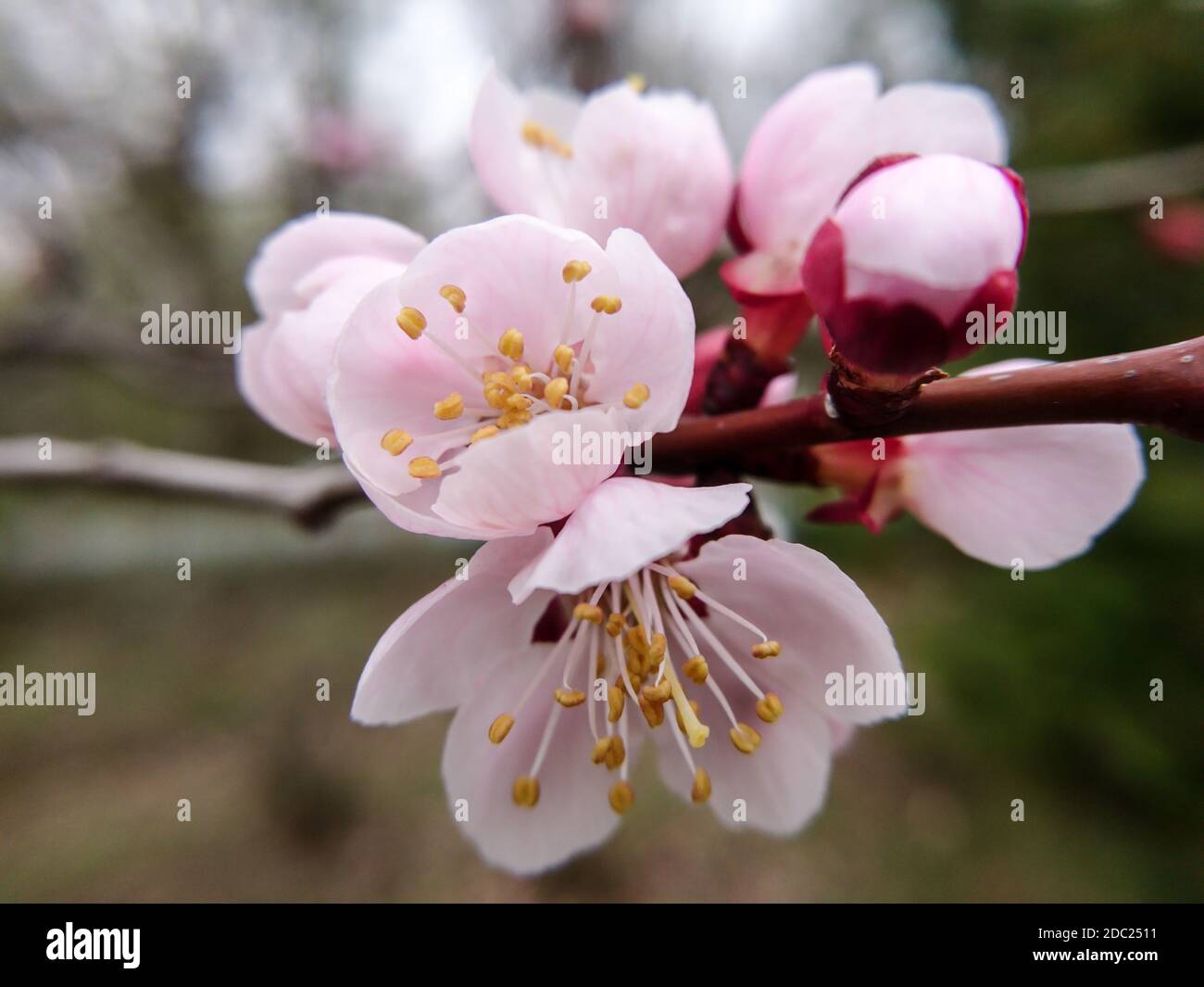 Fiori rosa ciliegia fiore macro primavera natura con sfondo sfocato Foto Stock