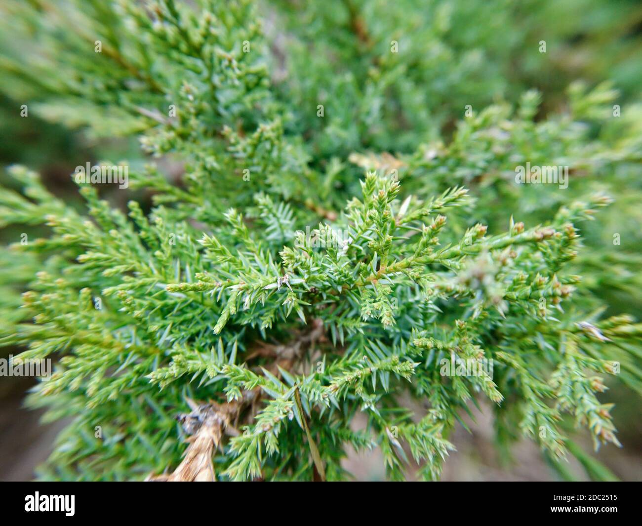 Verde Juniperus chinensis macro pino sempreverde albero ramo superiore agugliato schema dei dettagli di sfondo con messa a fuoco selettiva Foto Stock