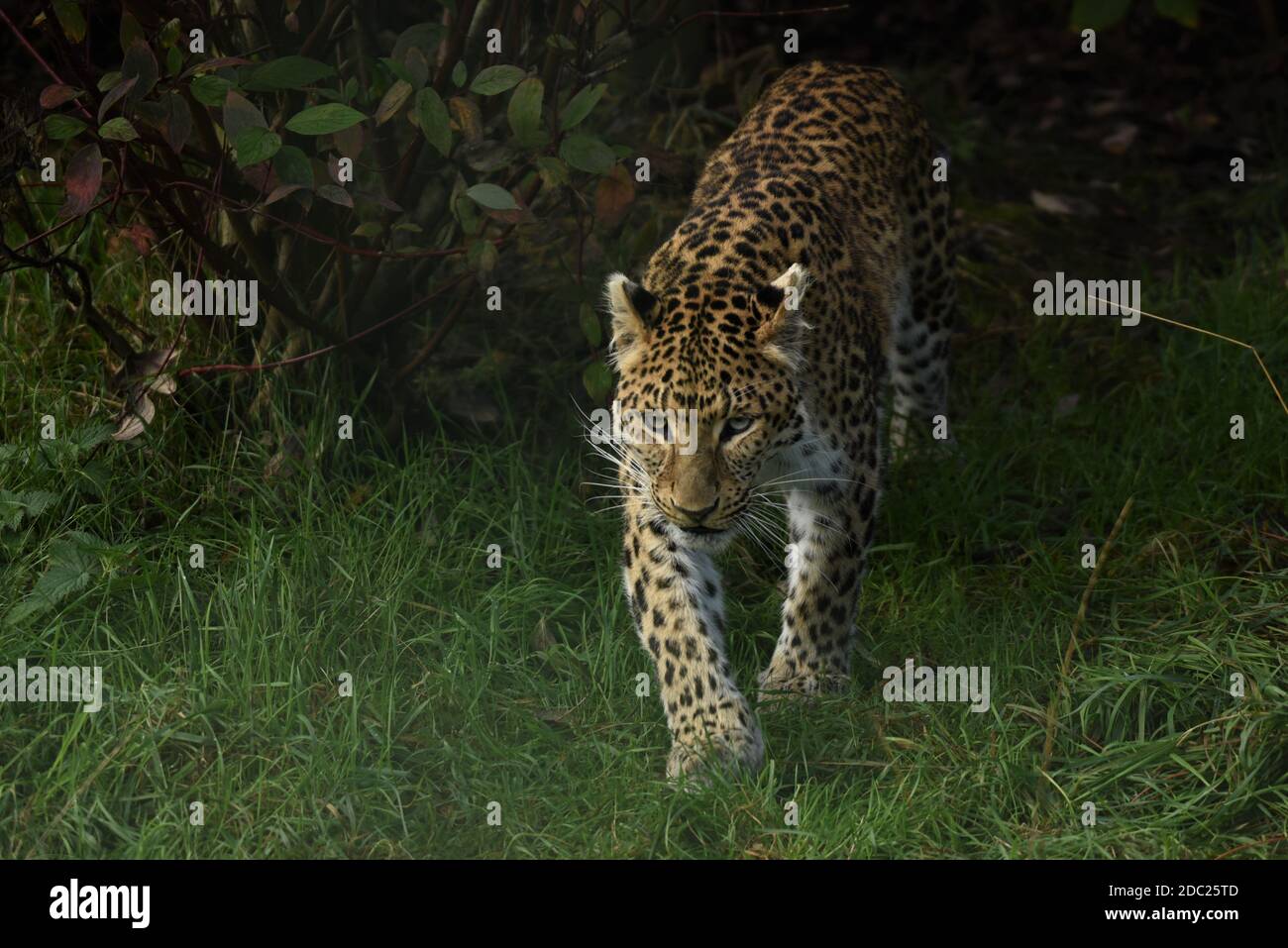 "leopardo", "leopardo di caccia", "leopardo africano", "gatto parlante", "carnivore gatto grande", "leopardo prowling", "fauna selvatica africana", "conservazione della fauna selvatica" Foto Stock