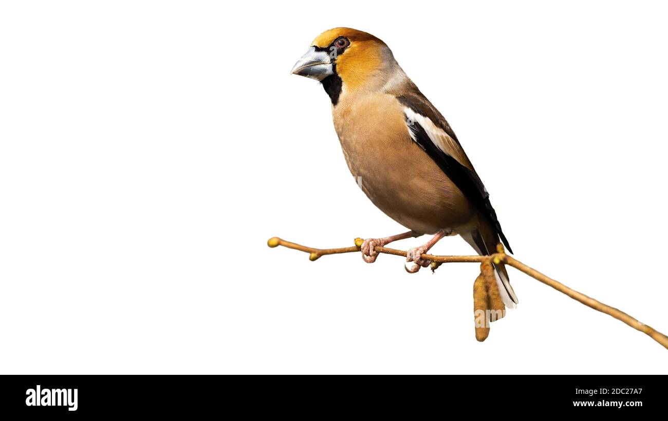 Maschio hawfinch, coccodraustes coccodraustes, seduto su ramo isolato su sfondo bianco. Uccello colorato che riposa nella natura tagliato su bianco. Selvatico f Foto Stock