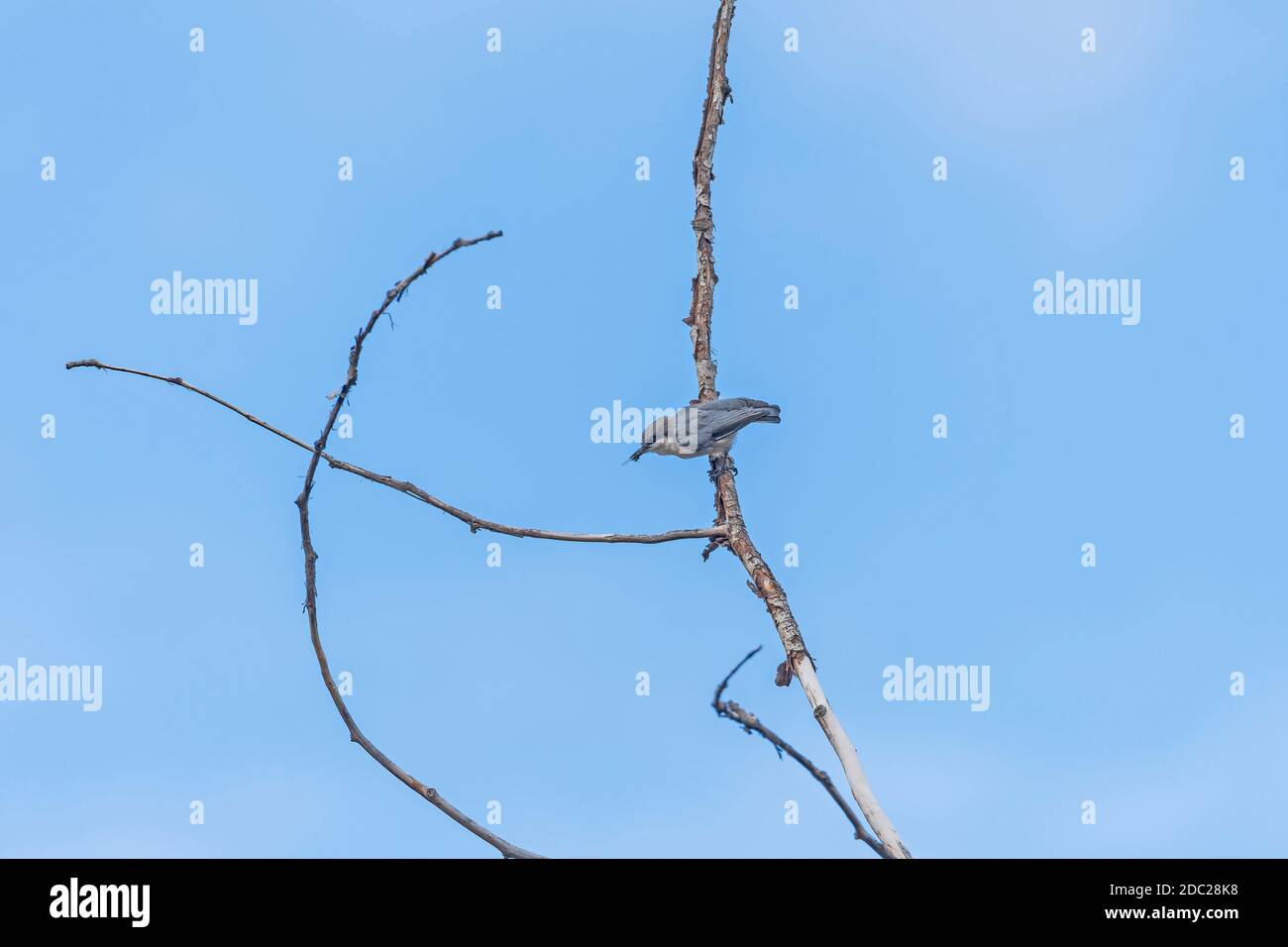 Pigmy Nuthatch che si nutrono su un insetto a Rocky Mountain National Parco in Colorado Foto Stock