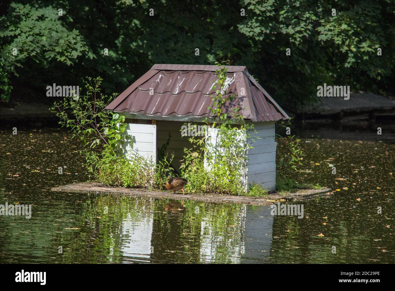 La bella casa per anatre sull'acqua. Foto Stock