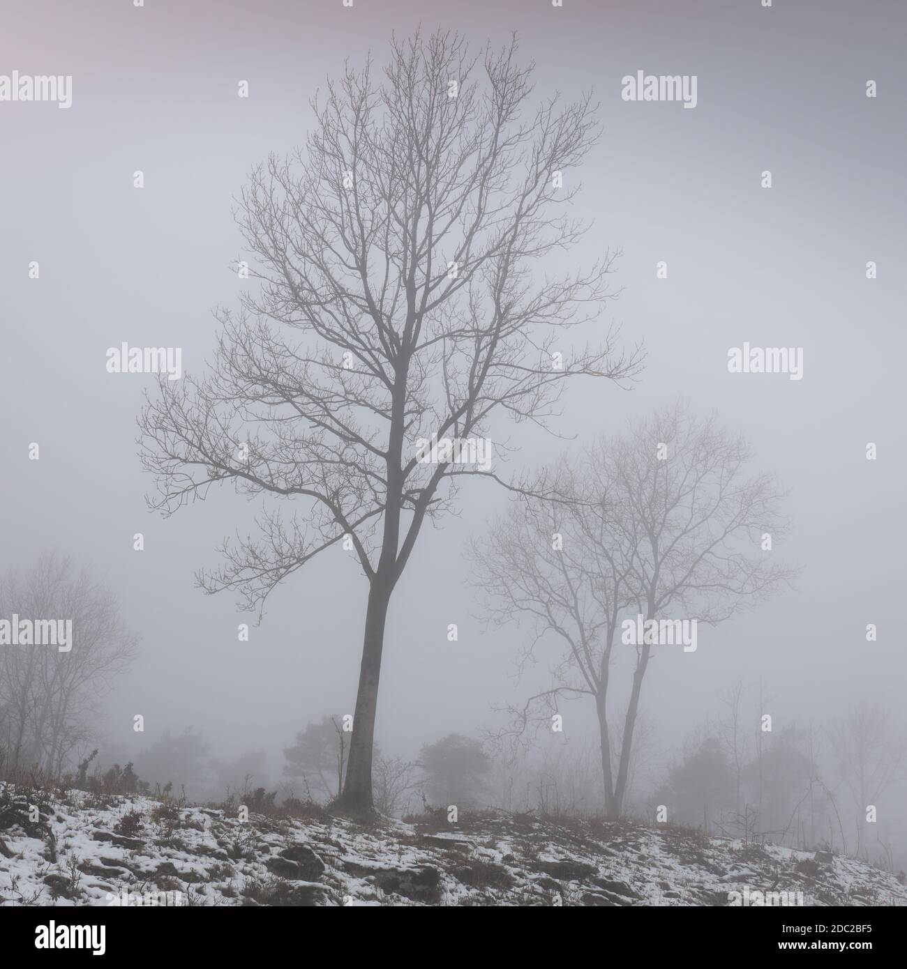 Legno di Misty, alberi di faggio in un bosco innevato nebbiato invernale, North Yorkshire, Inghilterra. Un paesaggio invernale scuro con nebbia, neve e faggi Foto Stock