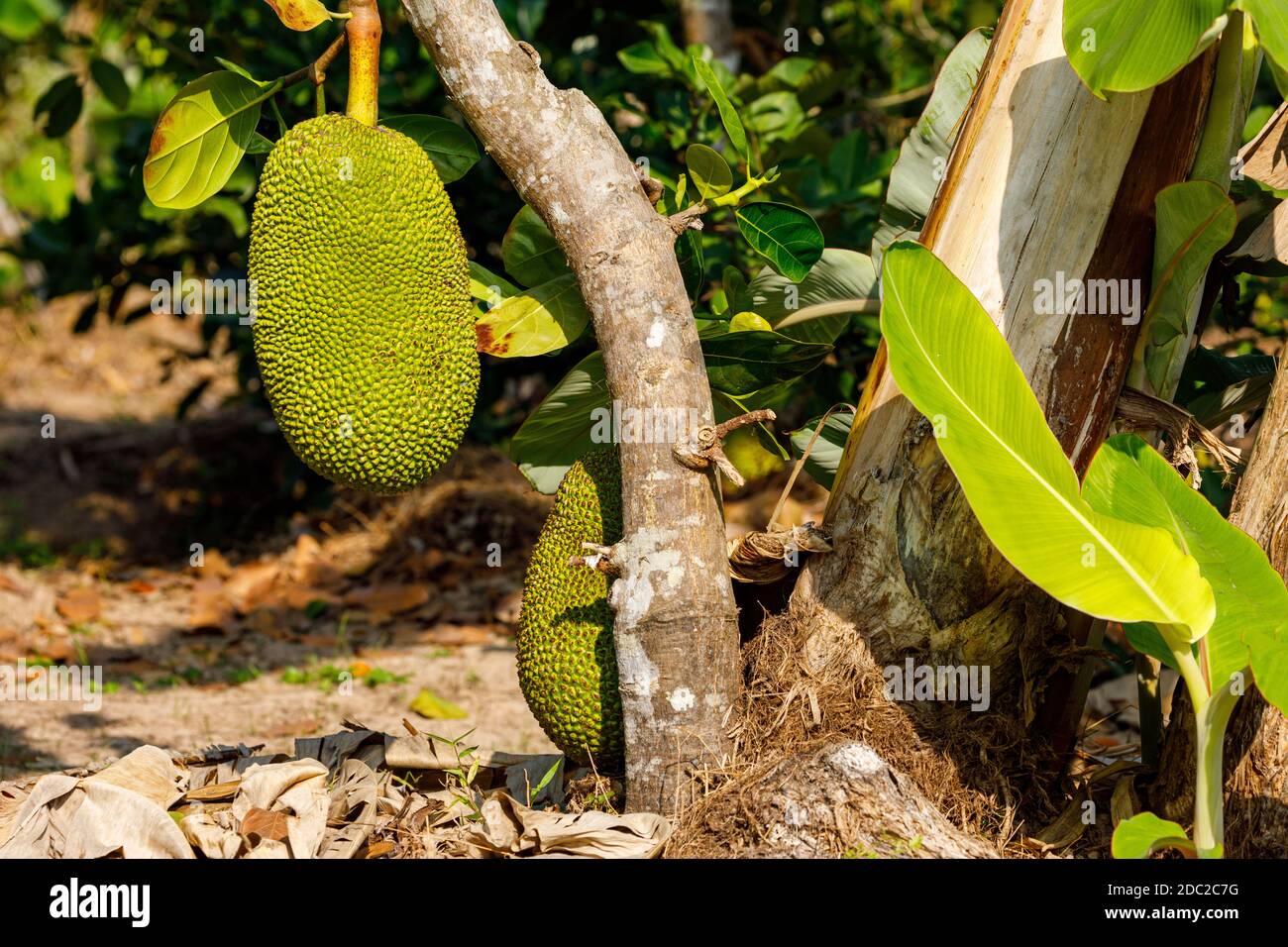 Jack frutta su un albero Foto Stock