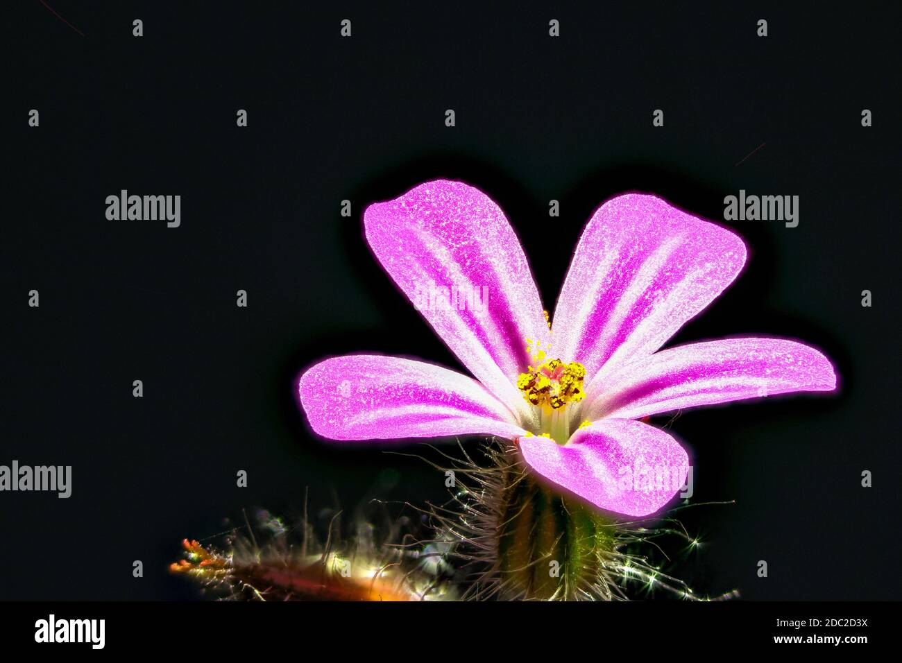 Primo piano di fiore di Robert erba con sfondo scuro Foto Stock