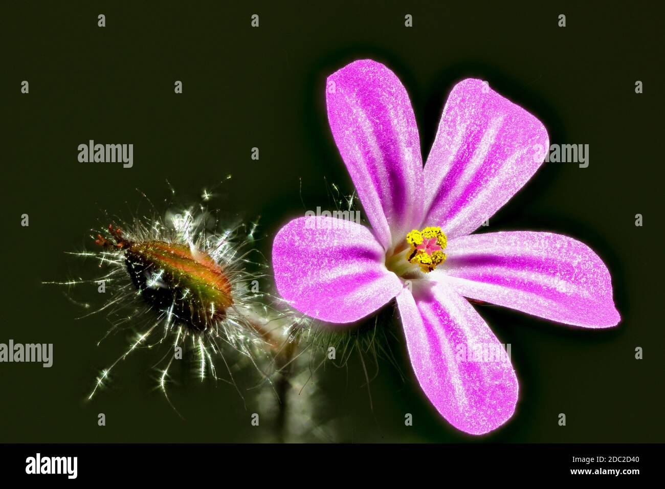 Primo piano di fiore di Robert erba con sfondo scuro Foto Stock