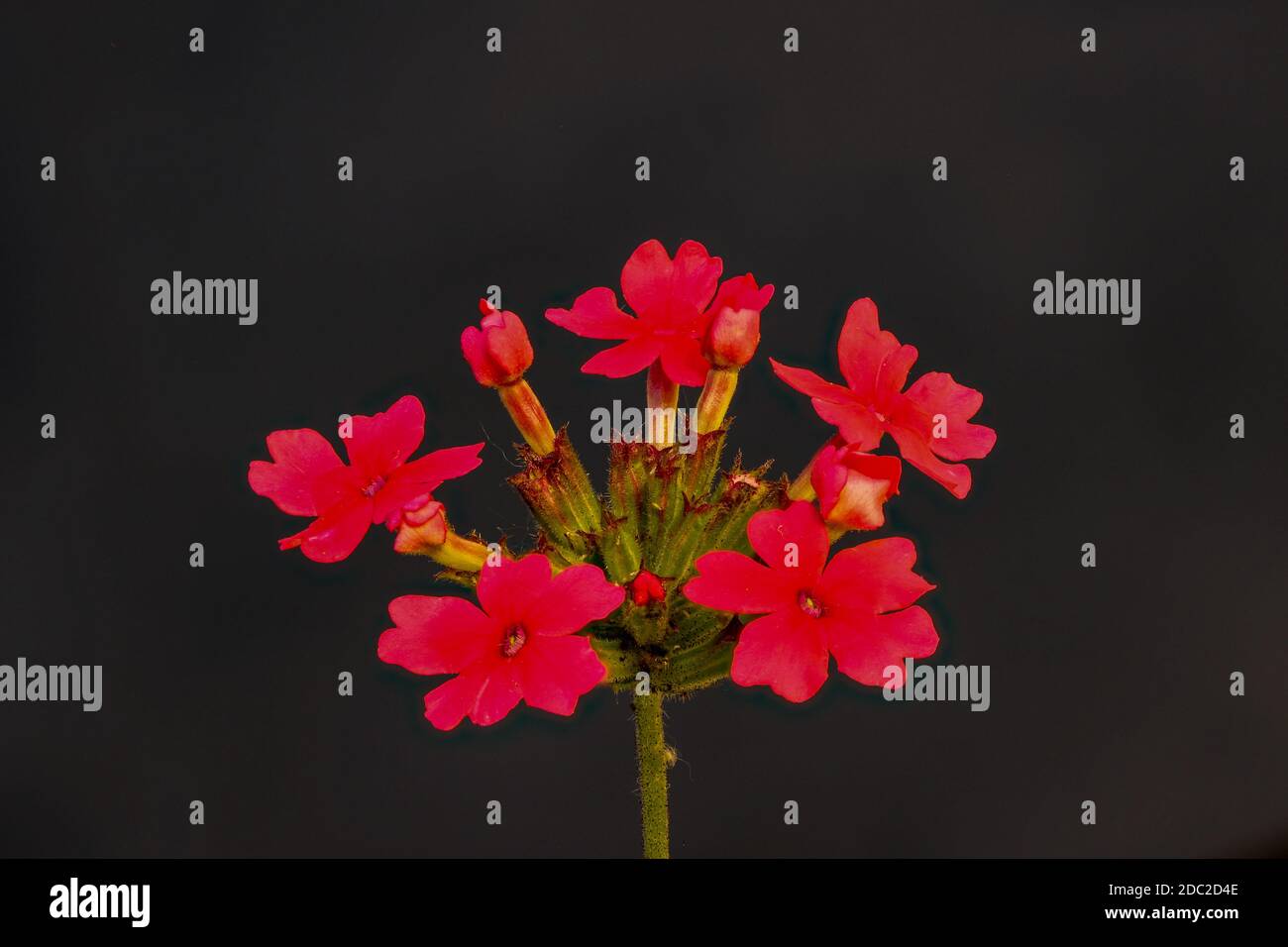 Primo piano della fioritura argentina della verbena su sfondo scuro Foto Stock