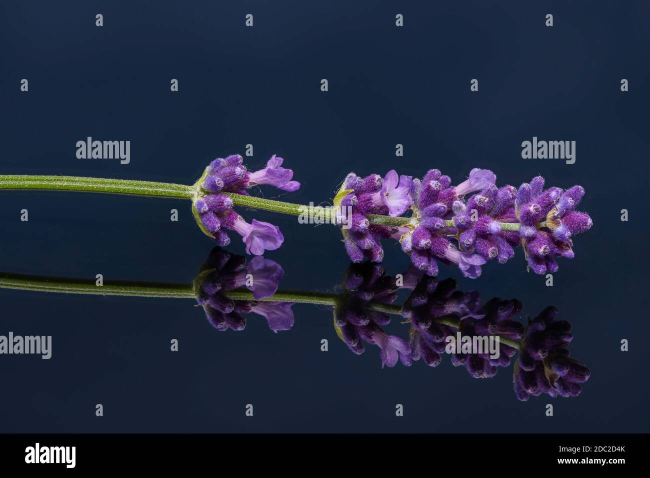 Primo piano di fiori di lavanda con immagine speculare su un piatto di vetro scuro Foto Stock