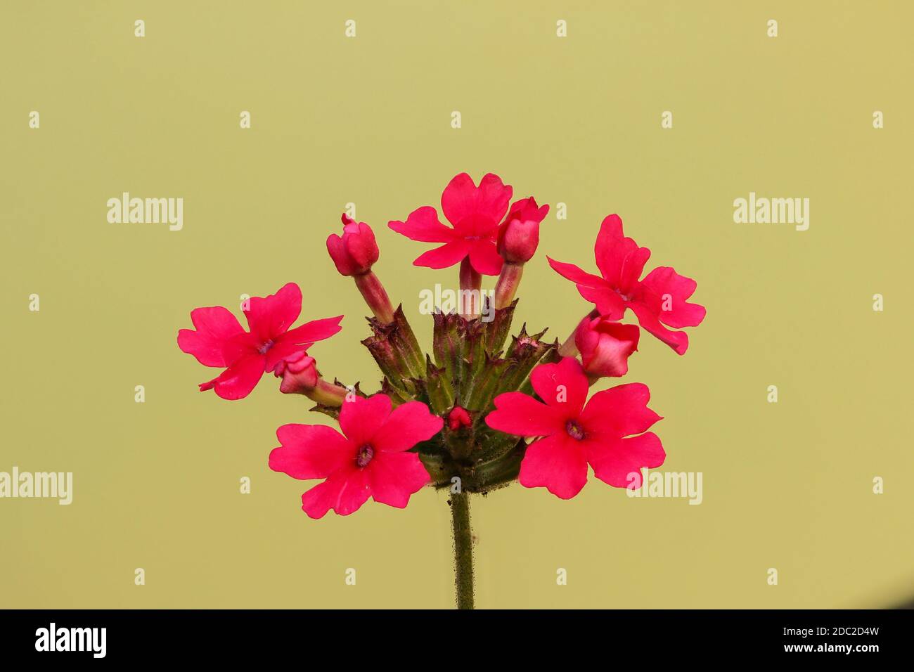 Primo piano di una fioritura argentina di verbena su sfondo verde chiaro Foto Stock