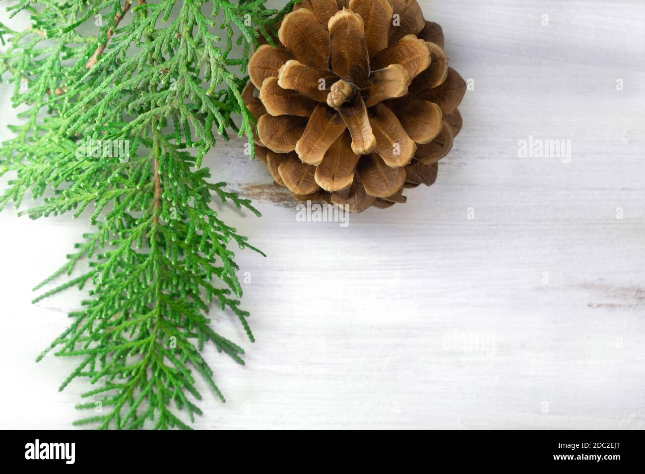 Ramificazione di abete verde con cono di pino su sfondo bianco. Spazio di copia Foto Stock