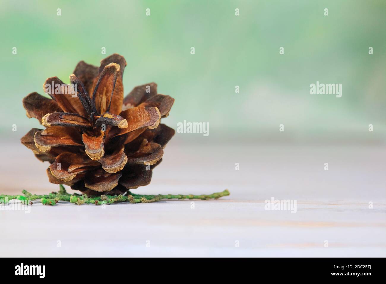 Cono di pino con ramo di abete verde. Buon Natale e Capodanno card. Spazio di copia Foto Stock