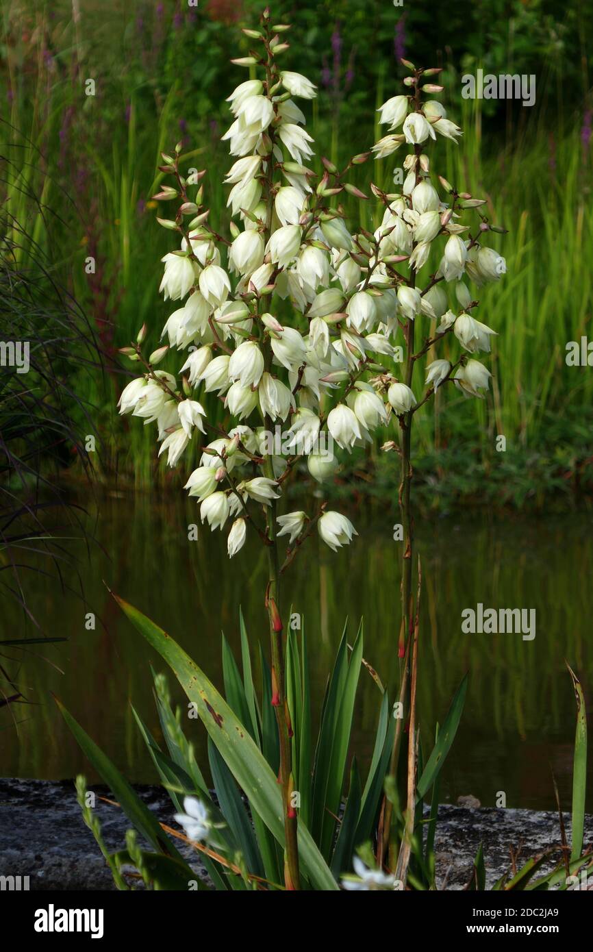 Yucca filamentosa Foto Stock