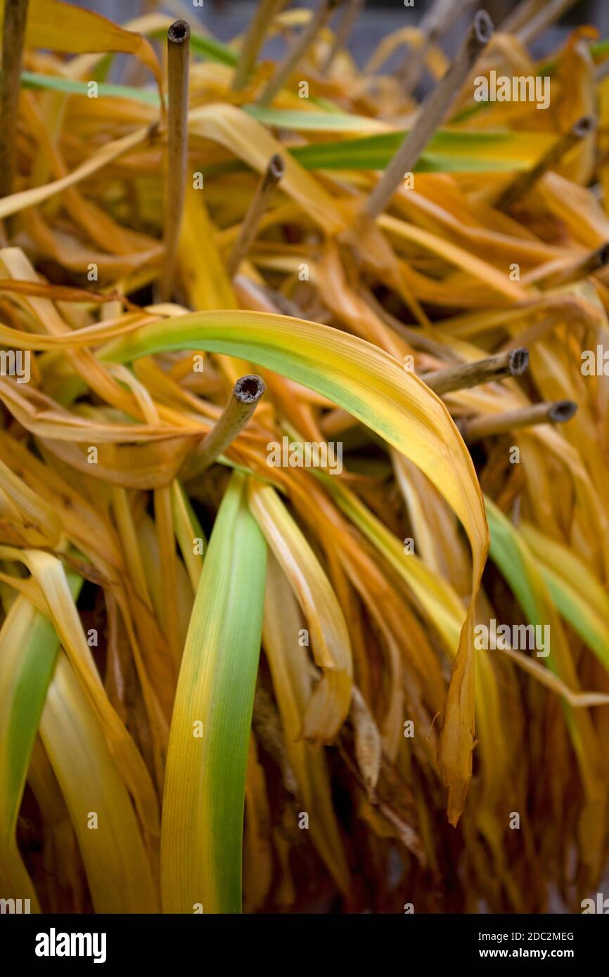 Agapanthus pianta con foglie gialle e verdi in inverno, Inghilterra Foto Stock