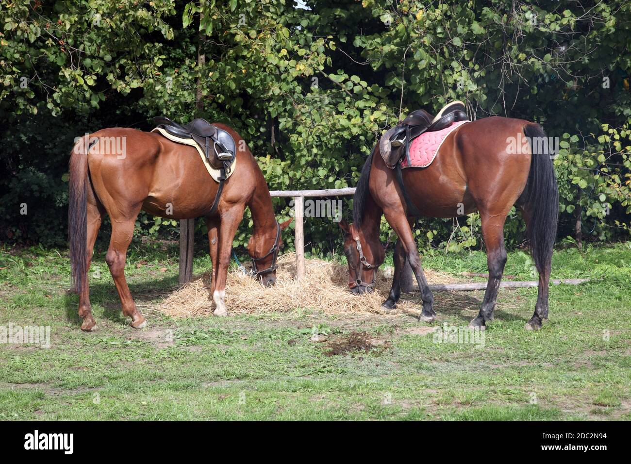 Cavalli esposti presso la fiera di Bjelovar, Croazia Foto Stock