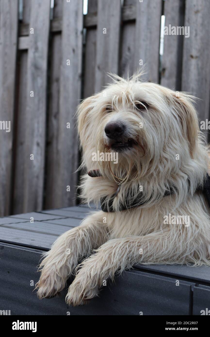 Cane Foto Stock