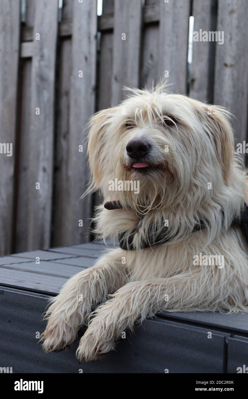 Cane Foto Stock