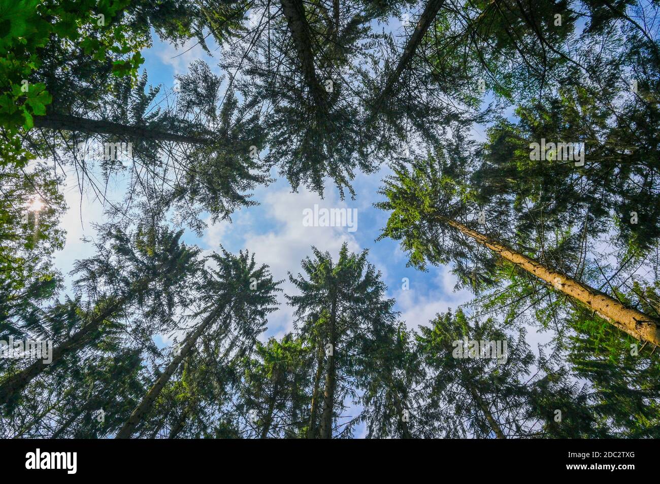 Guardando fino alle cime degli alberi in un bosco in Inghilterra nel periodo estivo. Foto Stock