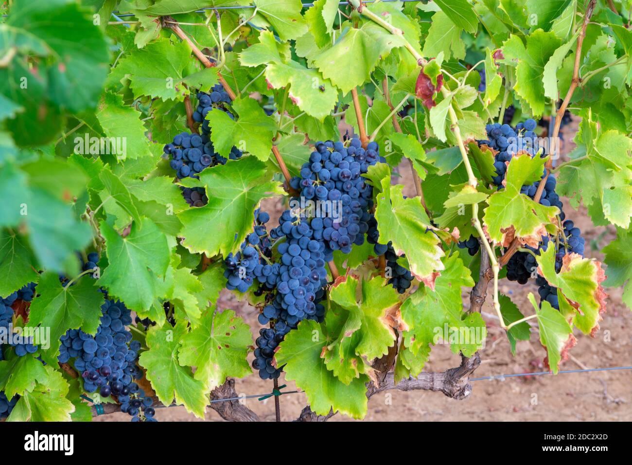 Uve da vino syrah o grenache nere o blu mature che utilizzano per la produzione di vino rosato o rosso pronto alla vendemmia sui vigneti di Cotes de Provence, regione Provenc Foto Stock