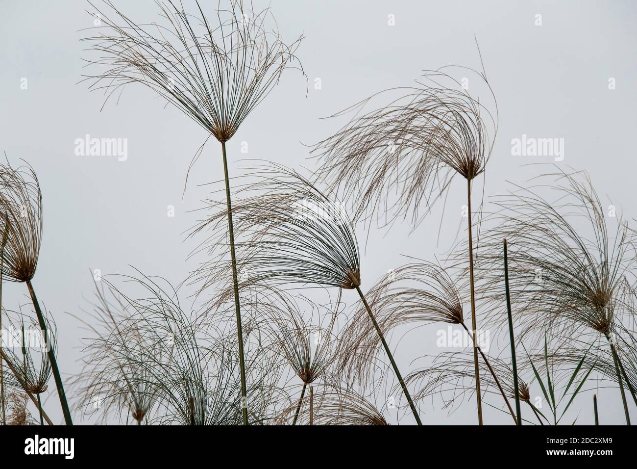 Il papiro regna contro un cielo bianco nelle paludi del fiume Kwando nella zona di Caprivi o Zambesi della Namibia. Foto Stock