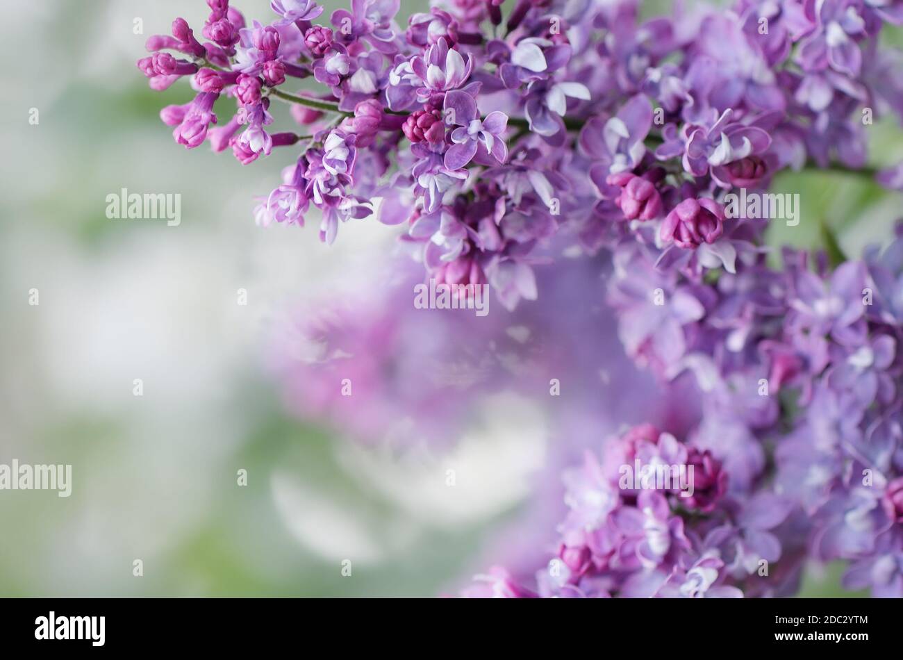 Lilla in fiore. Carte da parati con fiori primaverili Foto Stock