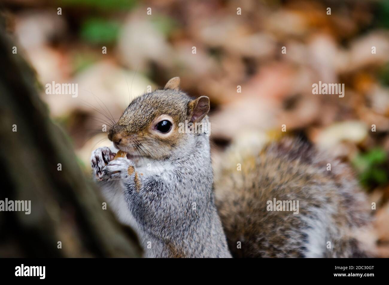 Scoiattolo presso l'albero in primo piano munching su cibo a Luton Wardown Park, Inghilterra. Foto Stock