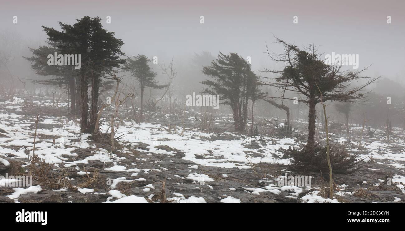 Alberi di tasso intrecciati in un paesaggio invernale. Tre alberi di tasso su un marciapiede di pietra calcarea nevoso, Farleton Knott, Cumbria Mist e la neve, foresta fangosa rasata Foto Stock