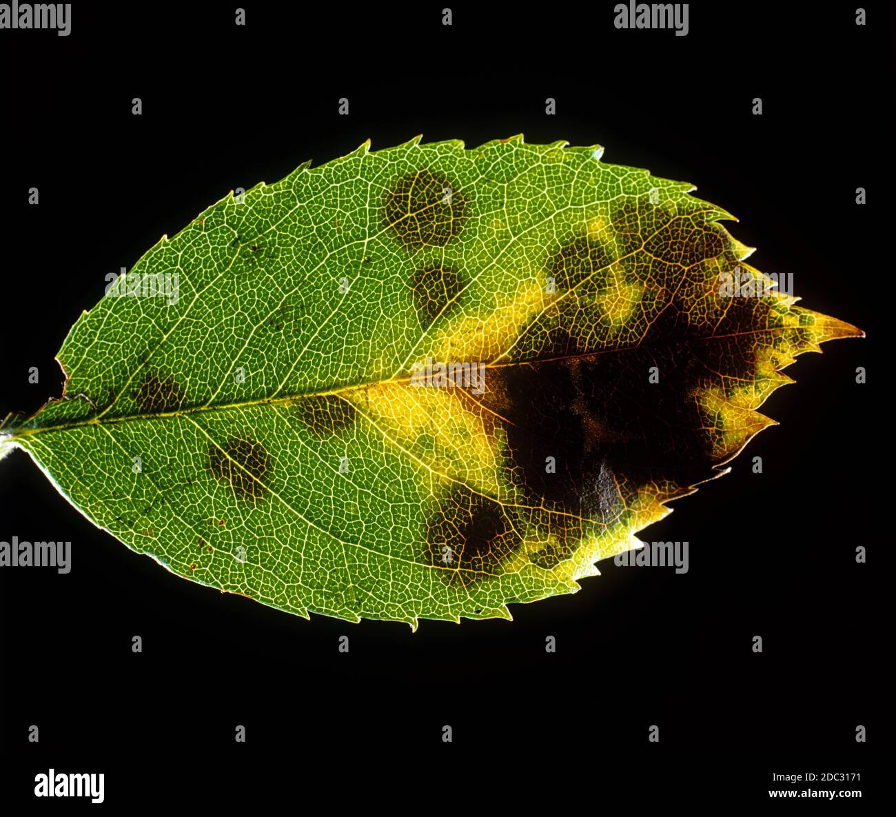 Spot nero rosa (Diplocarpon rosae) lesioni scure della malattia fungine di rosa e venazione della foglia mostrato con retroilluminazione Foto Stock