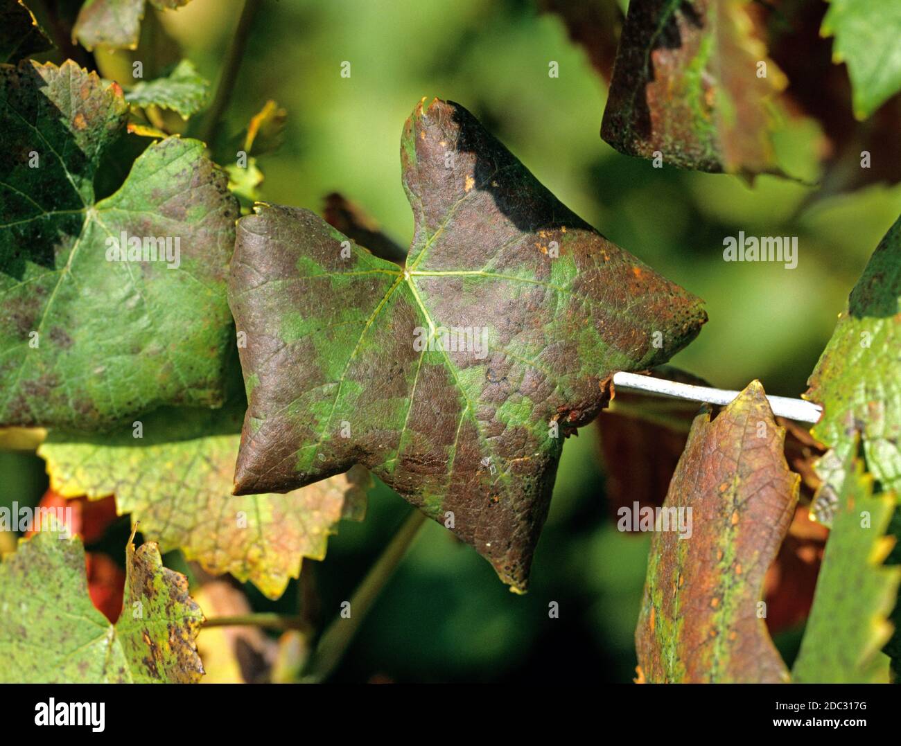Grapevine leaf roll virus sintomi su uva Pinot Nero lascia Foto Stock
