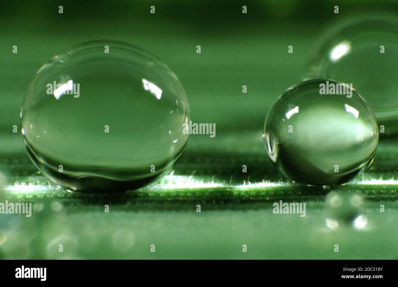 Gocce d'acqua rotonde chiare e trasparenti che si depositano su una superficie idrorepellente cerosa di una foglia d'erba. Le gocce hanno un angolo di contatto molto elevato. Foto Stock