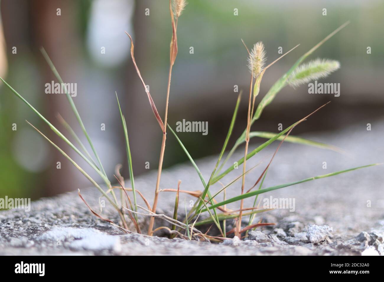 Vista su erba che cresce fuori dal pavimento di cemento Foto Stock