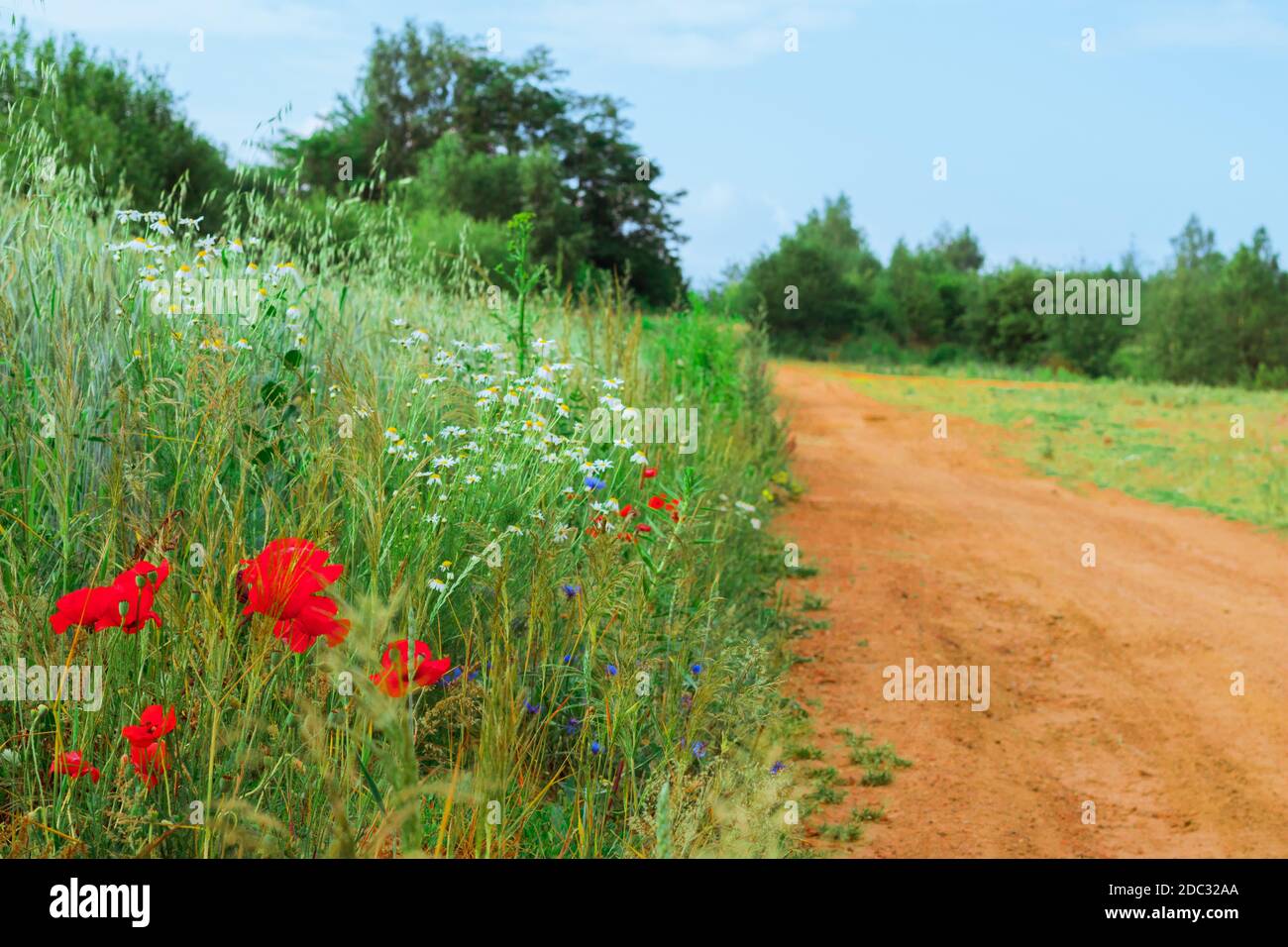 Vista su una strada su campo sul lato con erba e papaveri Foto Stock