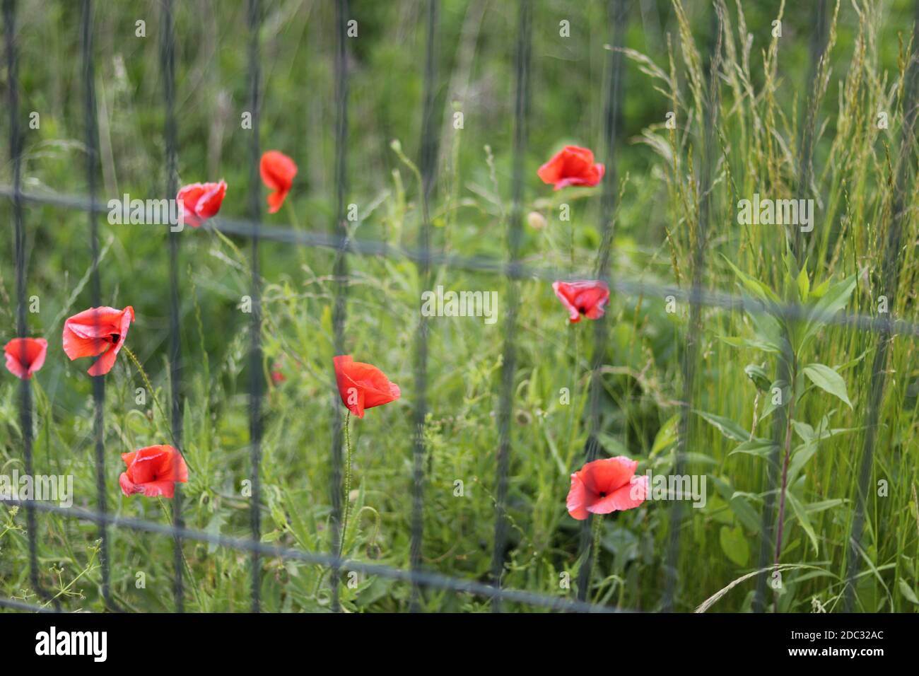 Vista closeup di un prato selvaggio con papaveri attraverso un recinzione Foto Stock