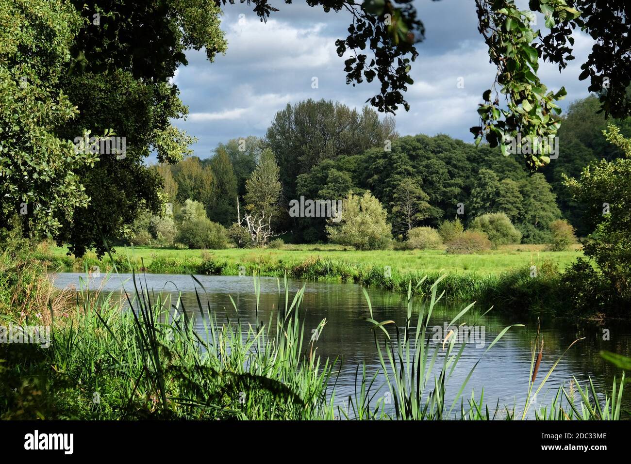 Tardo pomeriggio sole autunnale sulle rive del fiume Wey, Godalming, Surrey, Regno Unito Foto Stock