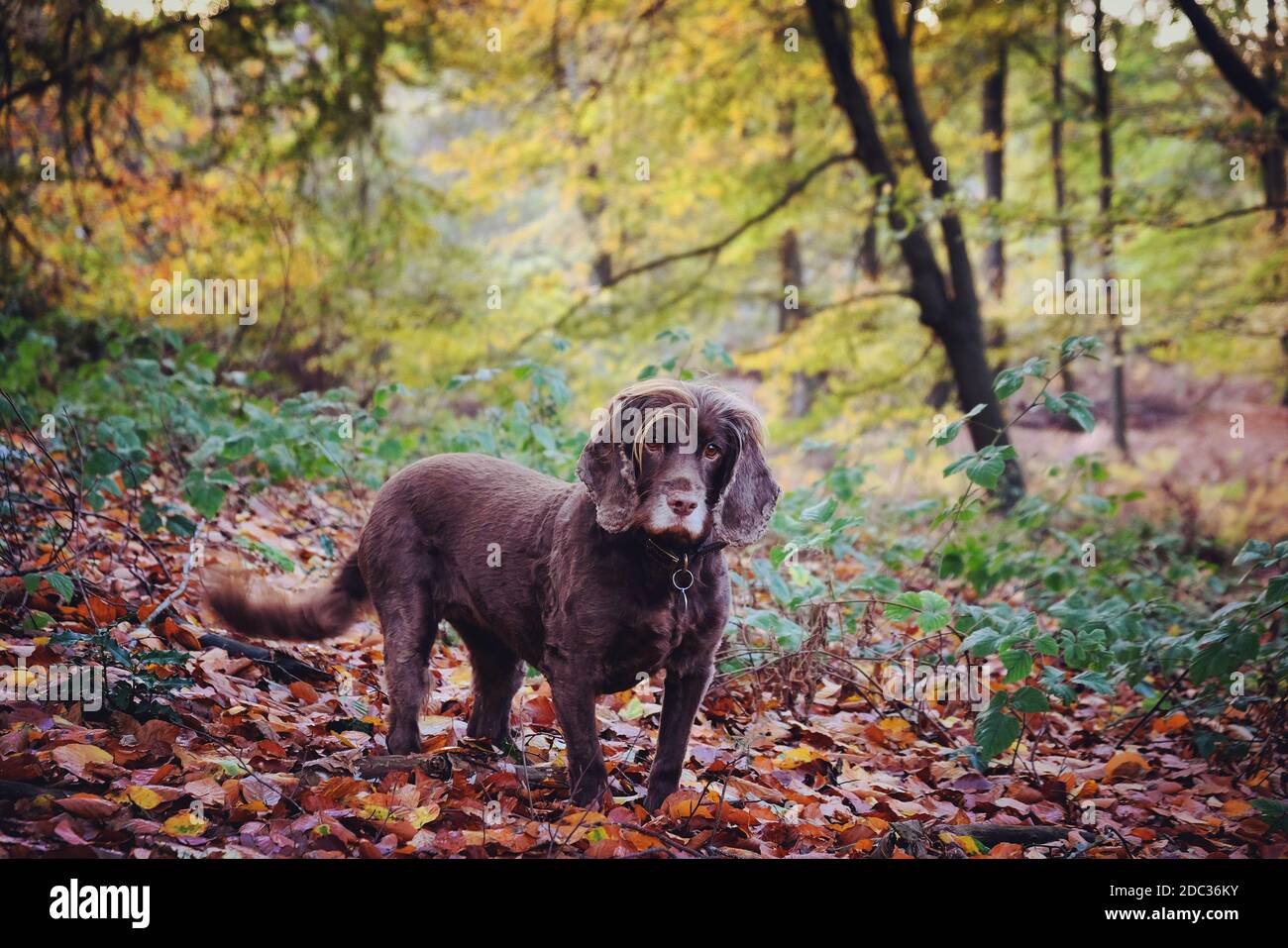 Un marrone cioccolato che lavora cocker spaniel autunnal bosco Foto Stock