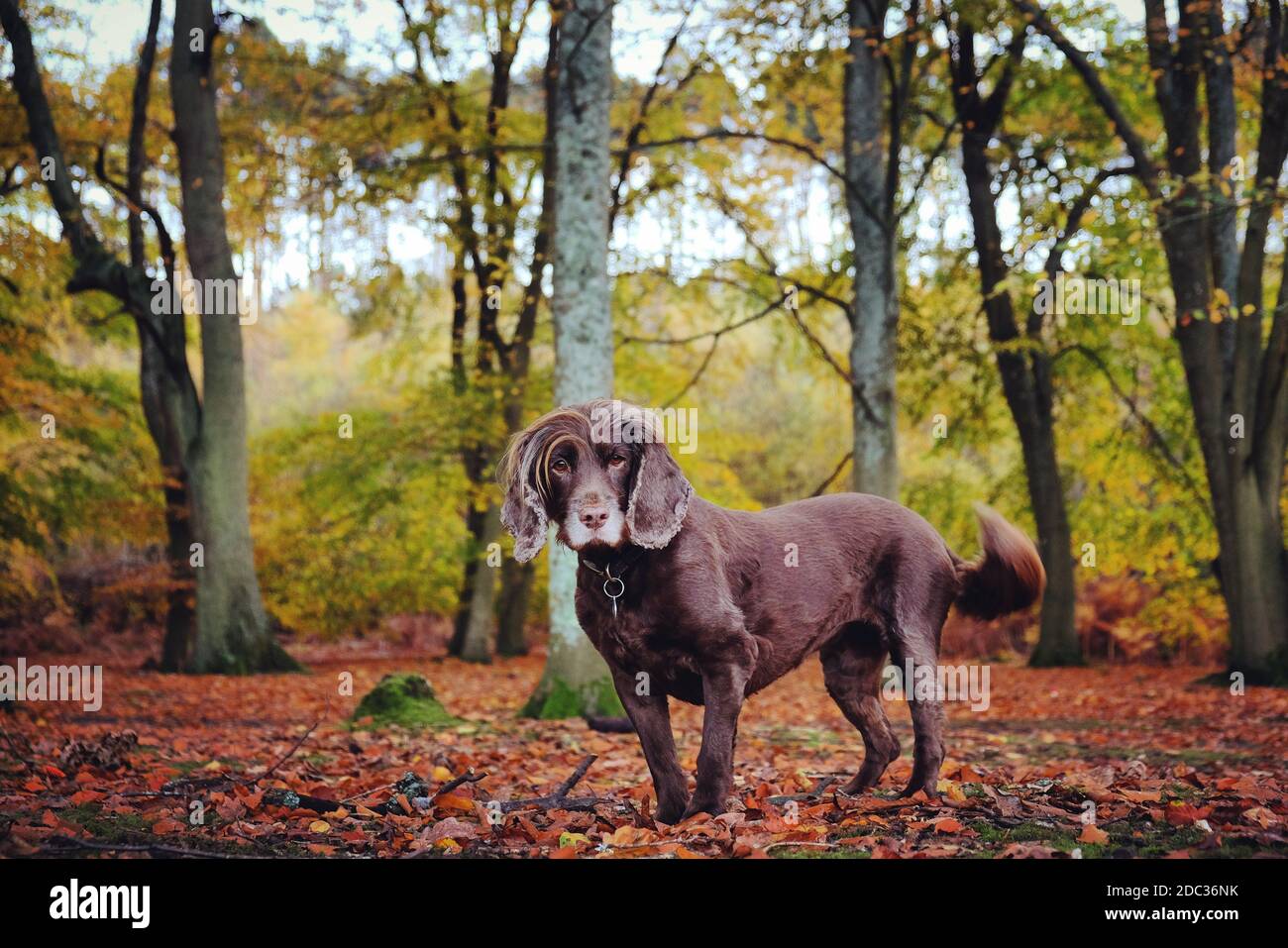 Un marrone cioccolato che lavora cocker spaniel autunnal bosco Foto Stock