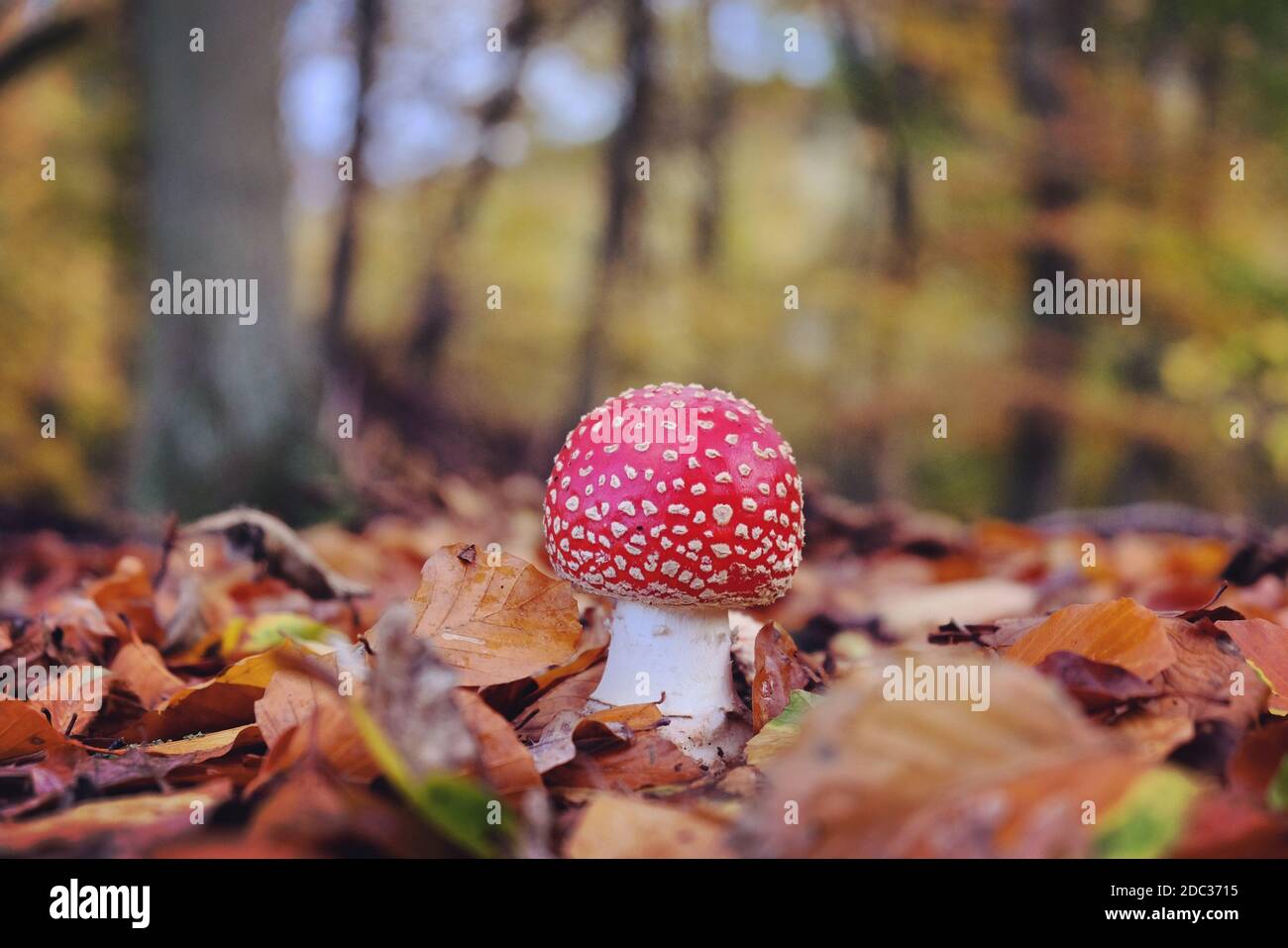 Il fungo rosso bianco macchiato "fly agaric" durante l'autunno mesi Foto Stock