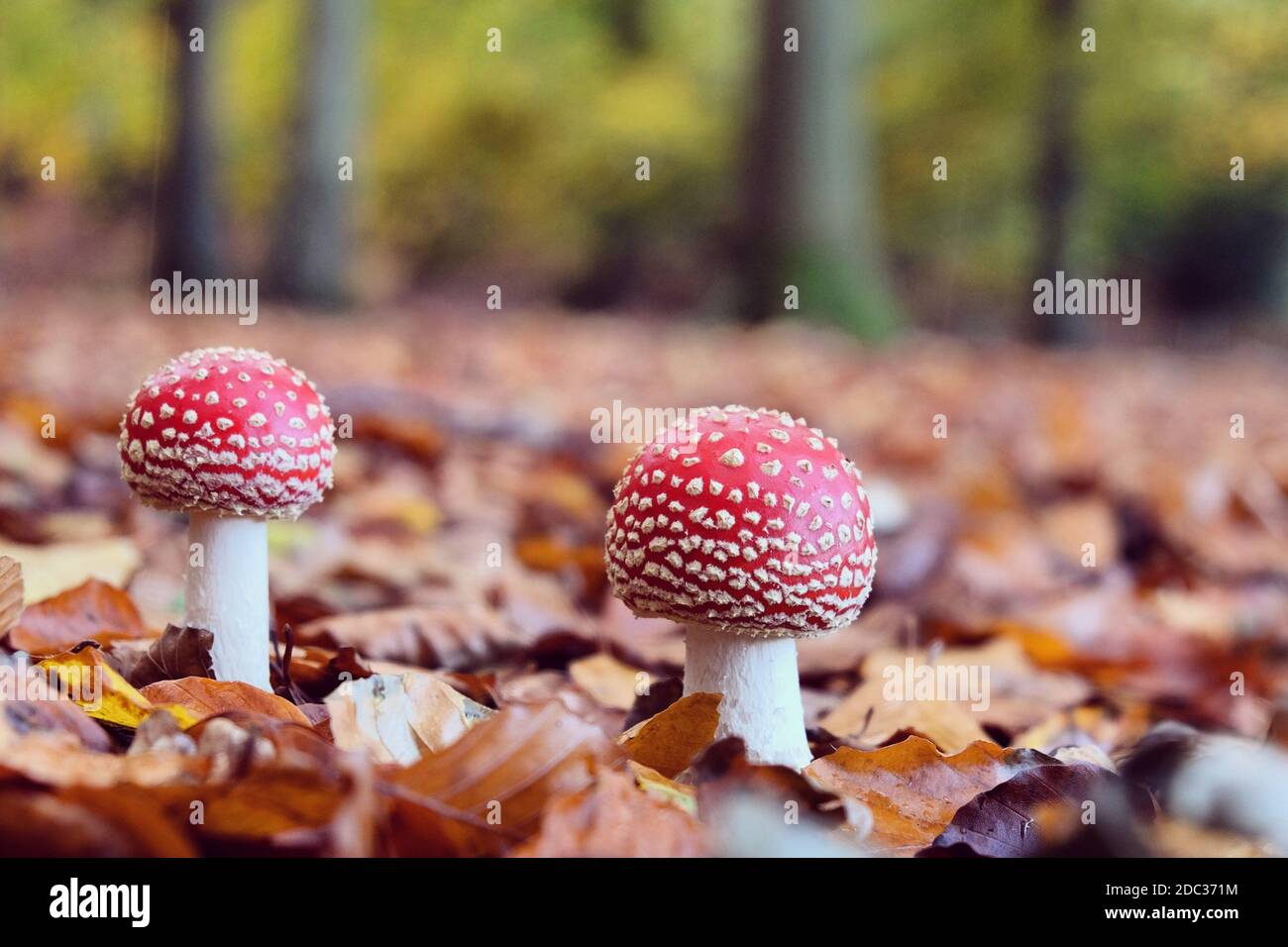 Il fungo rosso bianco macchiato "fly agaric" durante l'autunno mesi Foto Stock