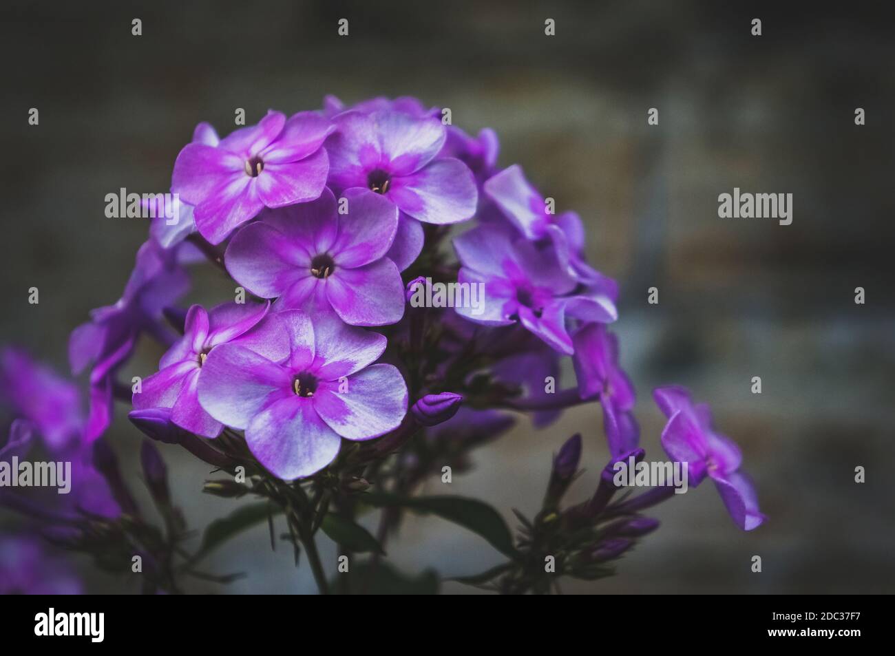 Autunno Phlox modello. Sfondo artistico. Flox piante in giardino. Primo piano, messa a fuoco morbida. Foto Stock