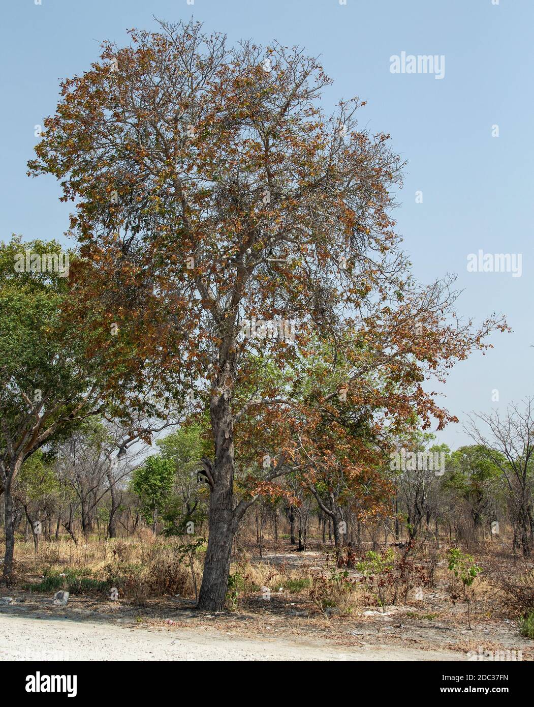 Un grande albero vicino alla strada sulla striscia di Caprivi in Namibia, Combretum collinum. Foto Stock