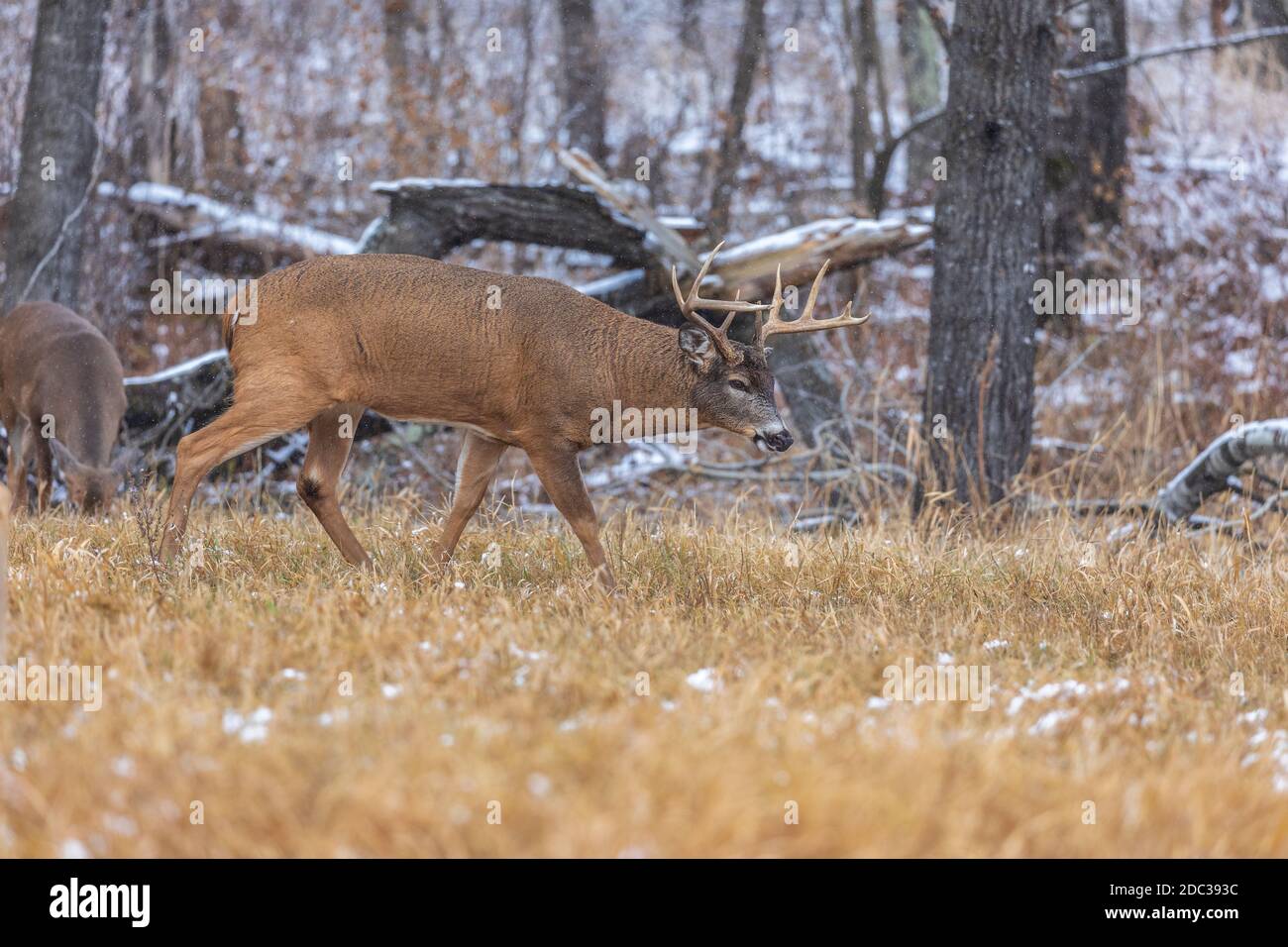 Buck dalla coda bianca durante la trota nel Wisconsin settentrionale. Foto Stock