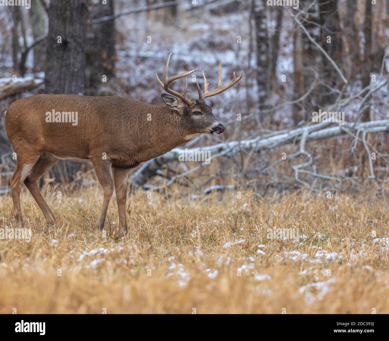 Buck dalla coda bianca durante la trota nel Wisconsin settentrionale. Foto Stock