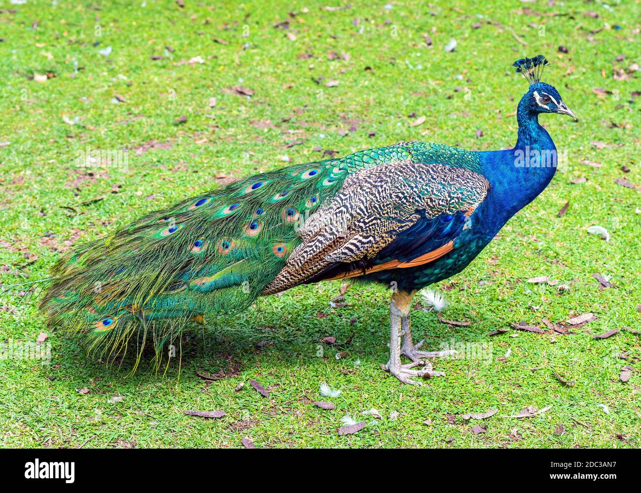 Ritratto di un Peafowl o Peacock indiano maschio (Pavo cristatus) nell'erba. Foto Stock