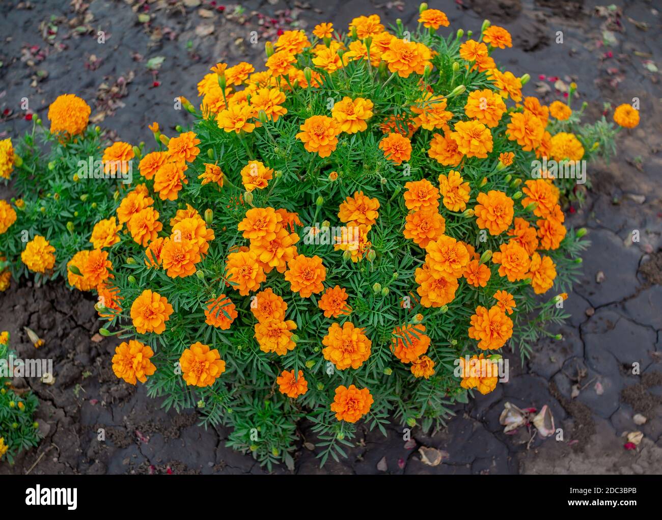 Bellissimi tagetes arancio brillante o fiori di Marigold, che crescono in giardino Foto Stock