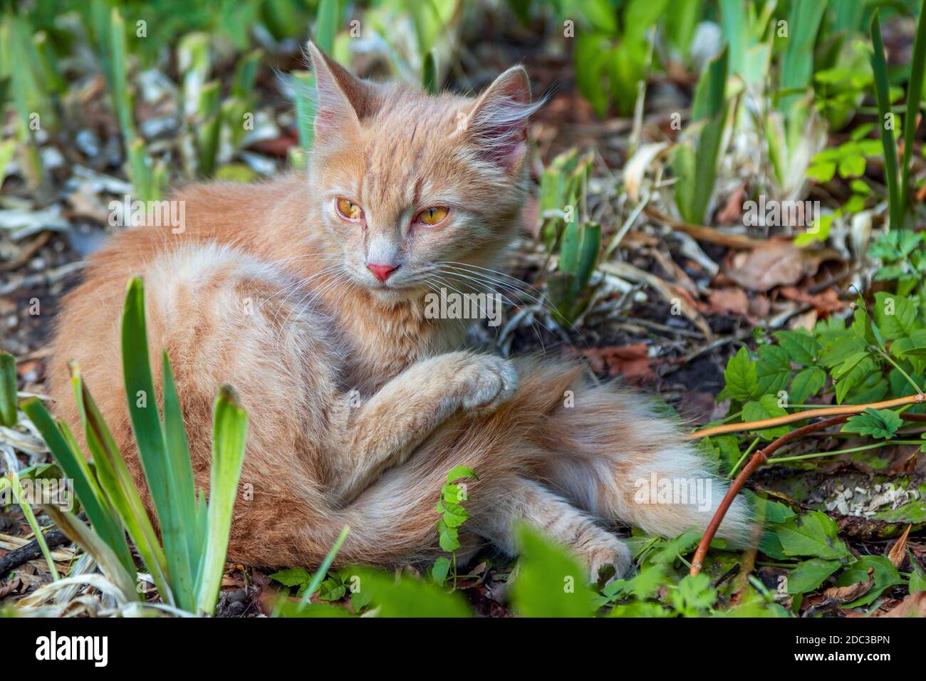 Carino gattino rosso con occhi arancioni e naso rosa, nascosto in erba verde nel giardino. Gatto randagio. Foto Stock