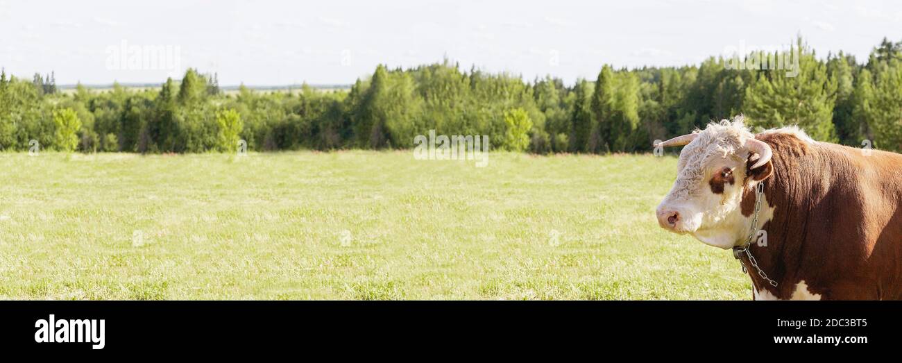 Testa di bull sullo sfondo di un prato verde estate e foresta, banner, concetto di latticini. Segno zodiaco Toro, oroscopo orientale bull Foto Stock