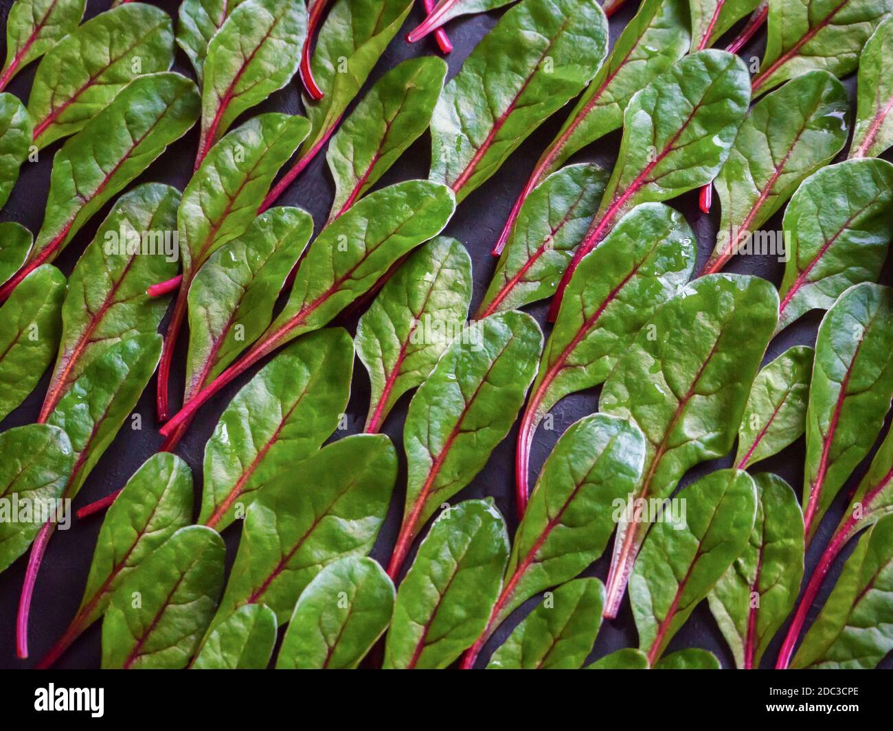 Foglie di lattuga di bietola piatte. Erba verde ancora vita. Primo piano. Foto Stock
