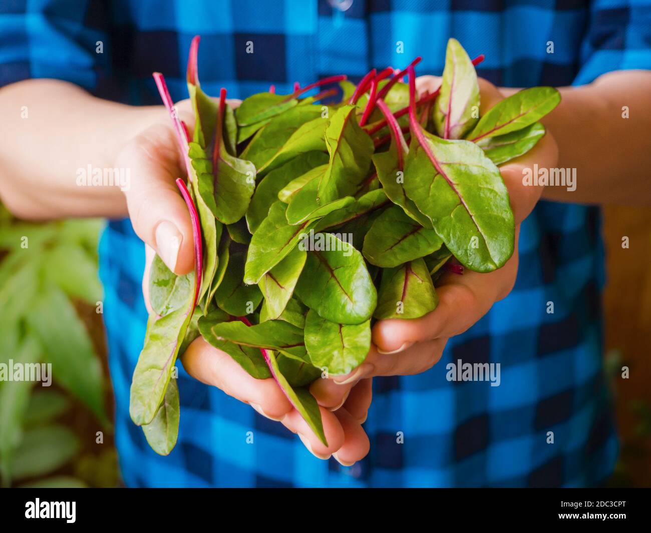 Verdure biologiche. Cibo sano. Lattuga di bietole in mani di coltivatori. Foto Stock