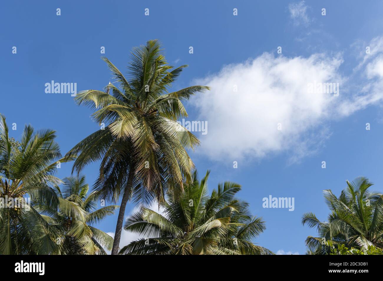 Palme da cocco con cielo blu e nuvole nel cielo Foto Stock