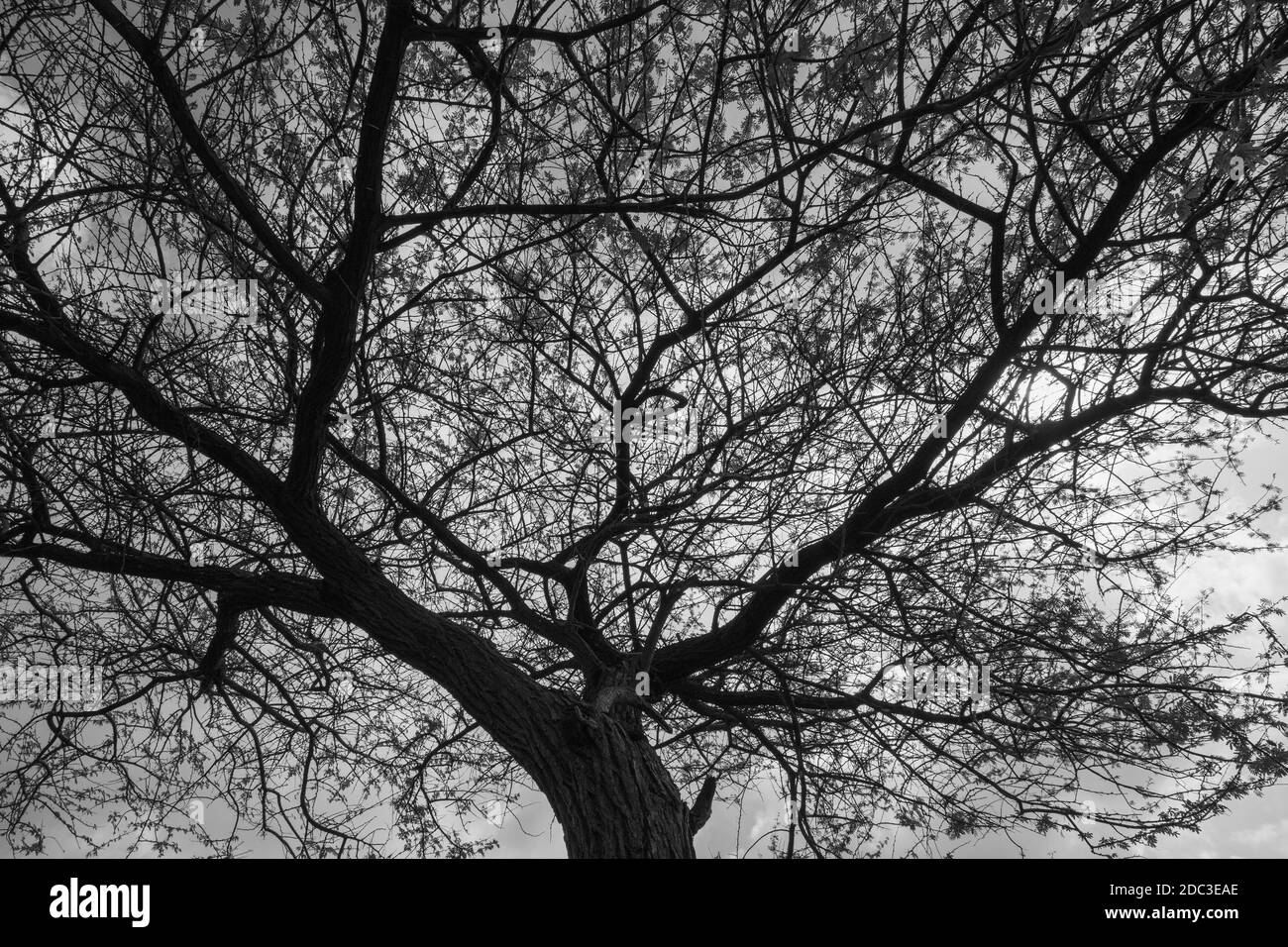 Una silhouette ad albero astratta con rami e foglie in bianco e nero Foto Stock