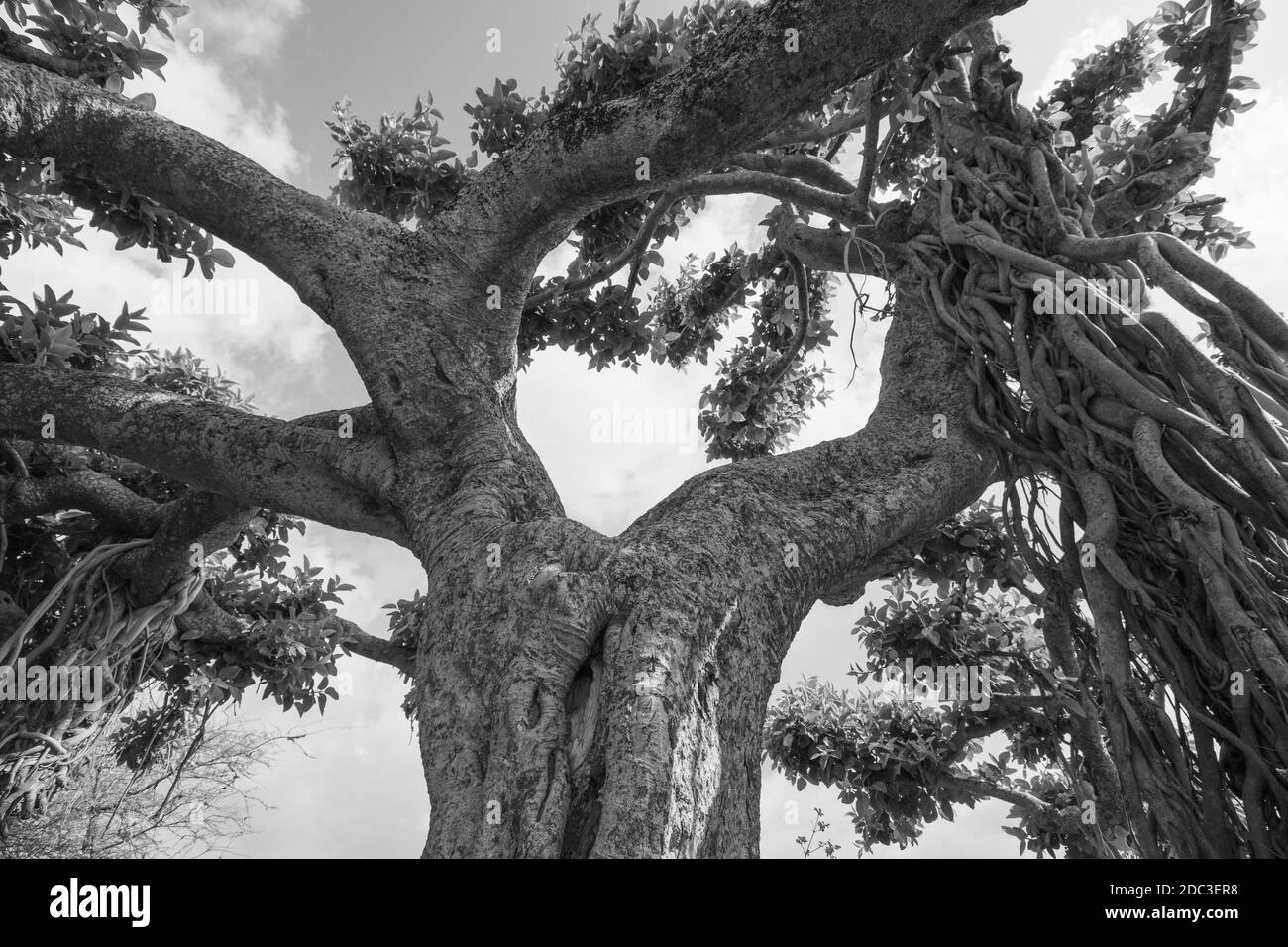 Immagine High Dynamic Range di un vecchio banyan dall'aspetto stravagante albero con molti rami e foglie in monocromia Foto Stock